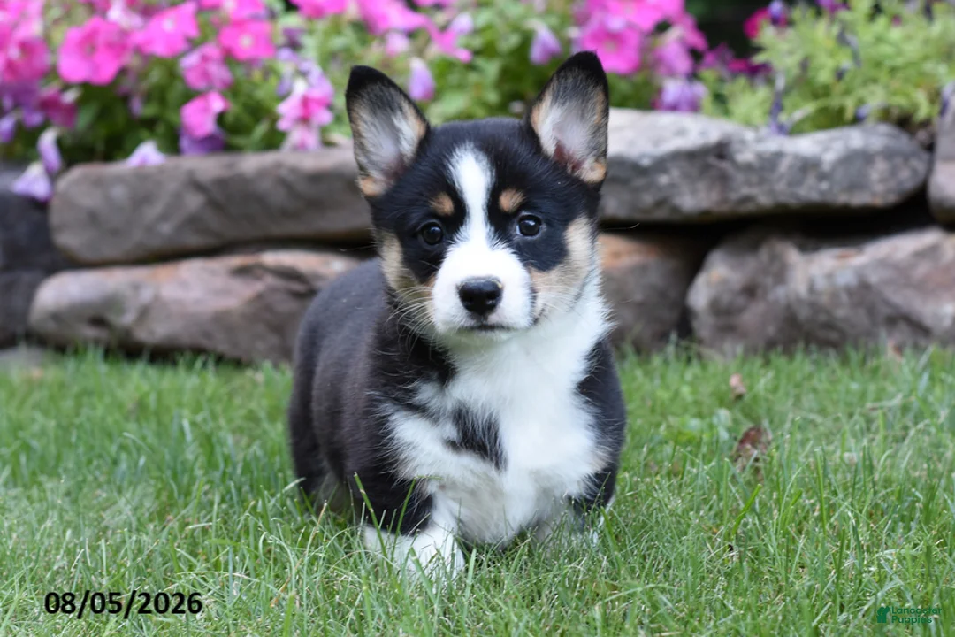Welsh Corgi Pembroke dogs for sale: Opal - Ad 1