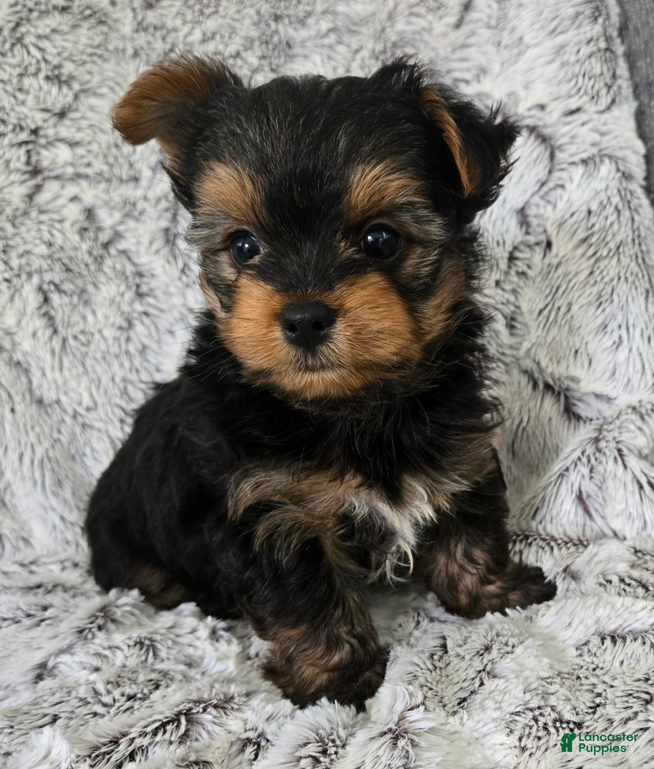 Yorkshire Terrier dogs Pepper  - Ad 1
