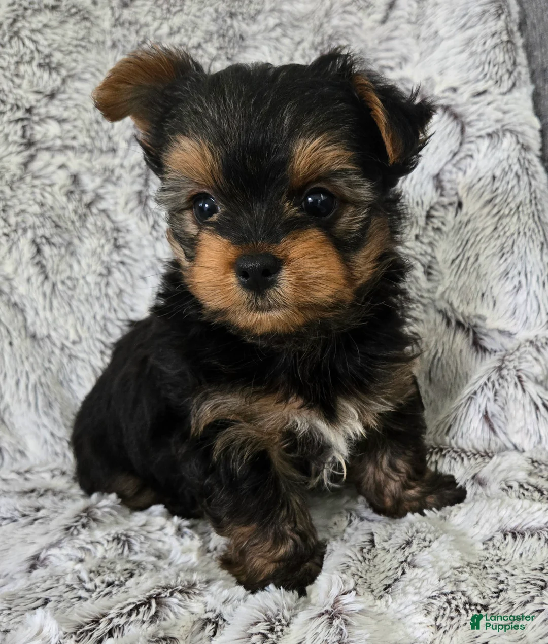 Yorkshire Terrier dogs for sale: Pepper  - Ad 1