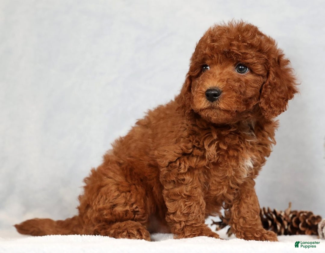 Miniature Poodle dogs for sale: Stuart - Ad 9