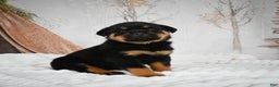 Rottweiler dogs for sale: Beretta - Ad 12