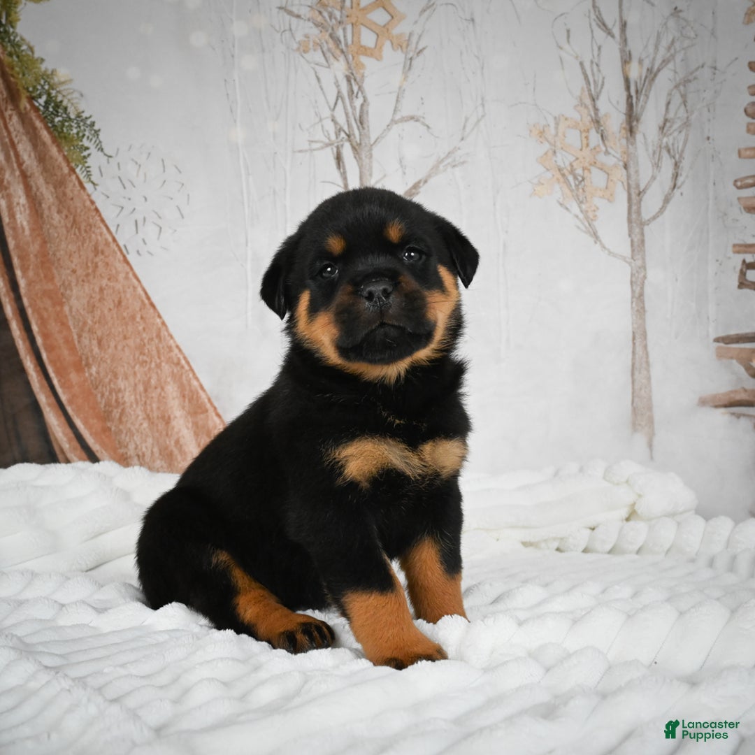 Rottweiler dogs for sale: Beretta - Ad 12