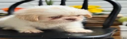 Shih Tzu dogs for sale: Jack - Ad 16