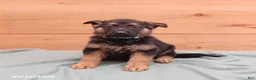 German Shepherd dogs for sale: General - Ad 3