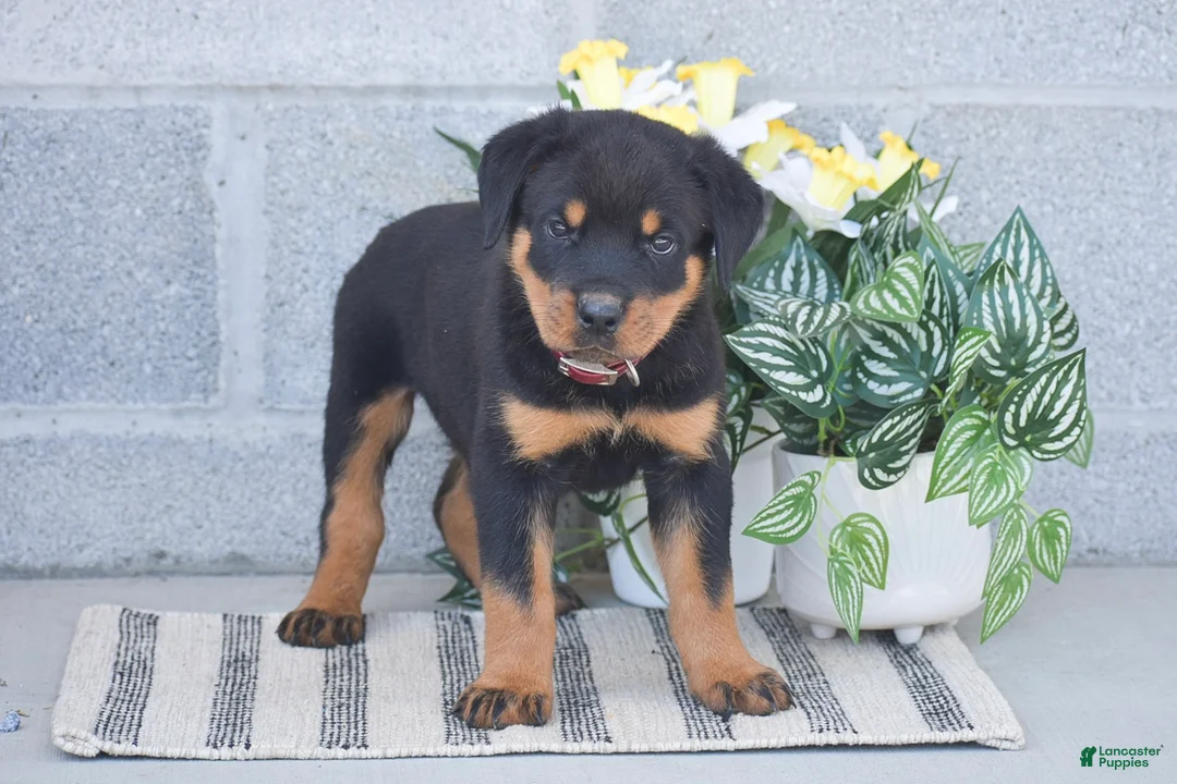Rottweiler dogs for sale: Nate - Ad 1