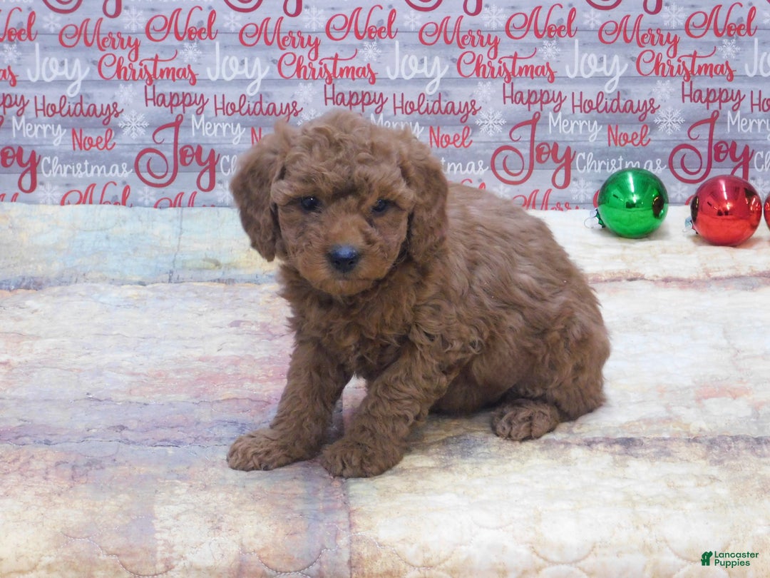 Goldendoodle dogs for sale: Mini Gemma - Ad 10