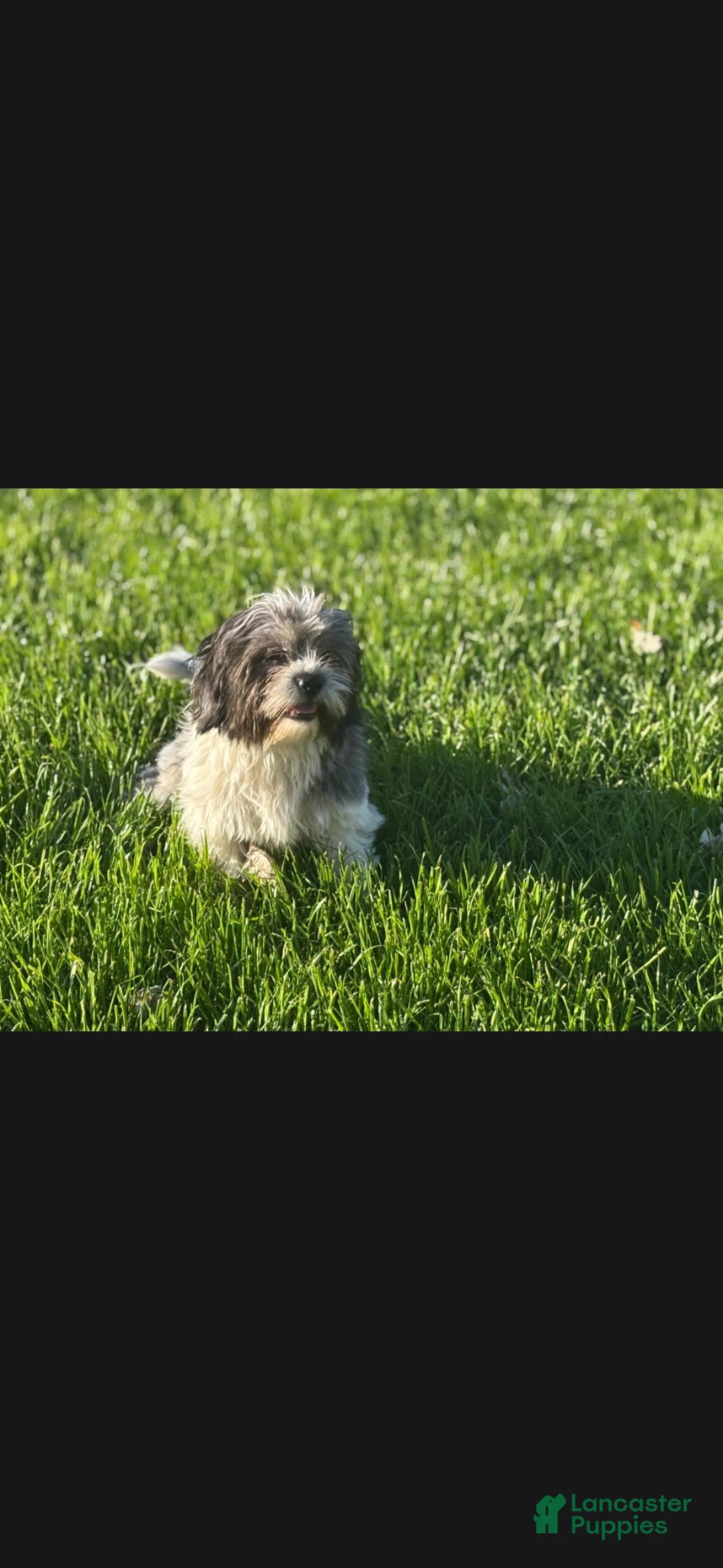 Shihpoo dogs for sale: Anise - Ad 2