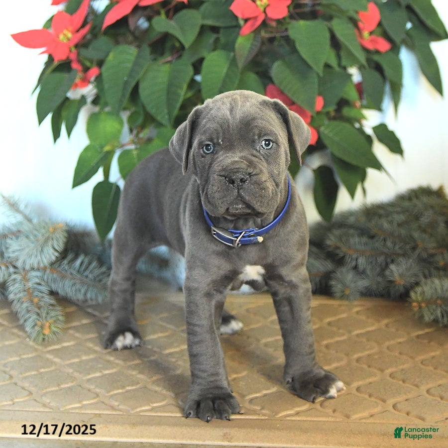 Cane Corso dogs Frosty - Ad 6
