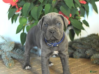 Cane Corso dogs Frosty - Ad 6