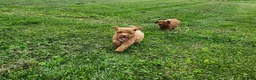 Miniature Poodle dogs for sale: Buster  - Ad 8