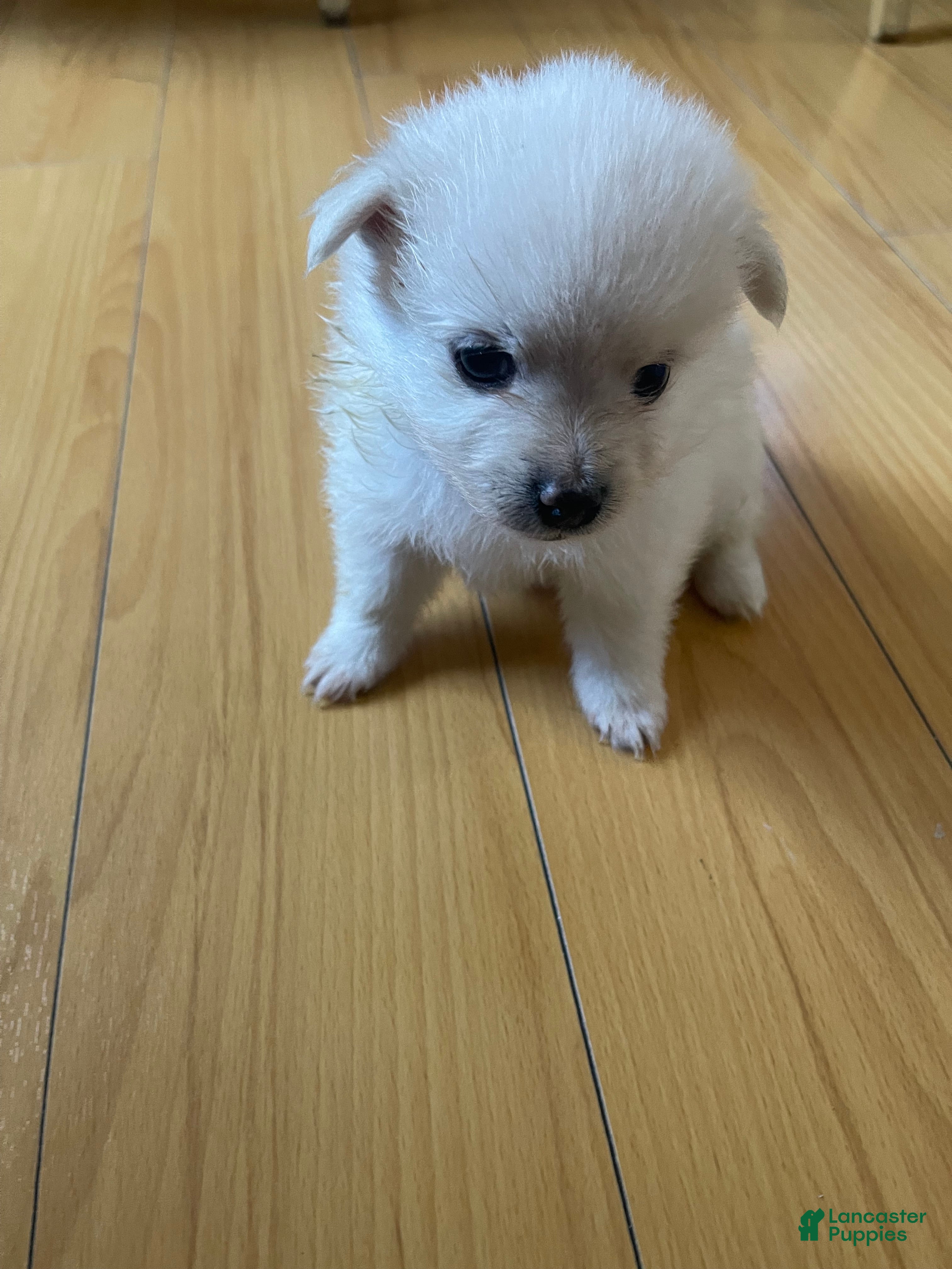 Maltipom dogs for sale: Maltipom 4 - Ad 4