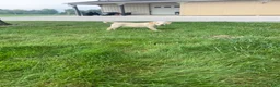 Labrador Retriever dogs for sale: Honey - Ad 13