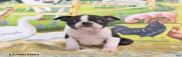 Boston Terrier dogs for sale: Roscoe - Ad 3
