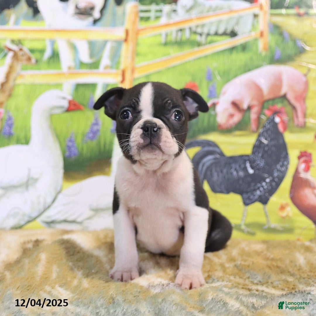 Boston Terrier dogs for sale: Roscoe - Ad 3
