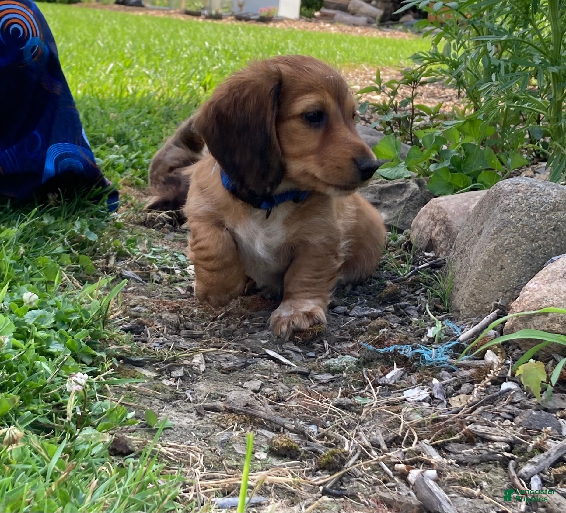 Miniature Dachshund dogs Sprinkles - Ad 23