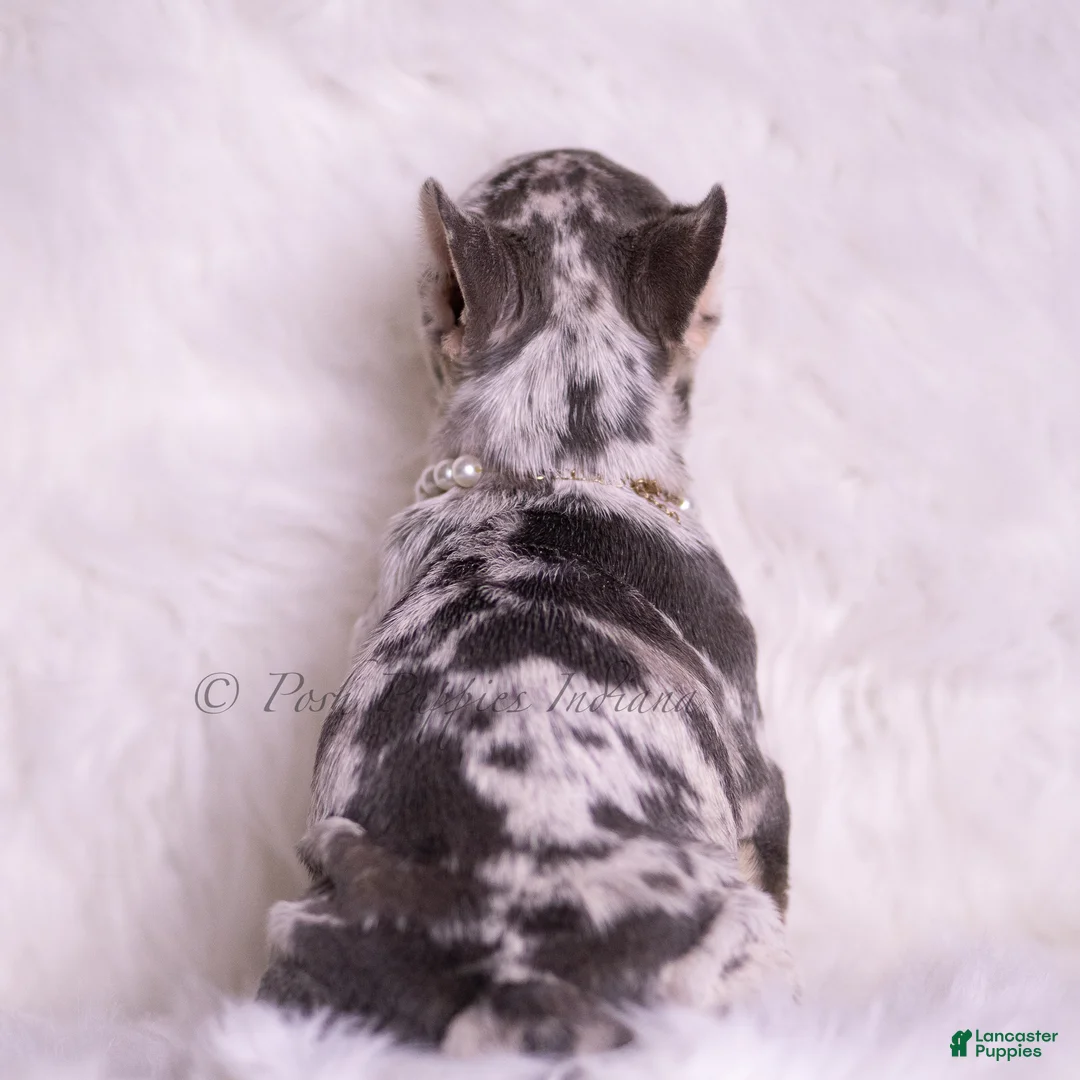 French Bulldog dogs for sale: Rain - Ad 6