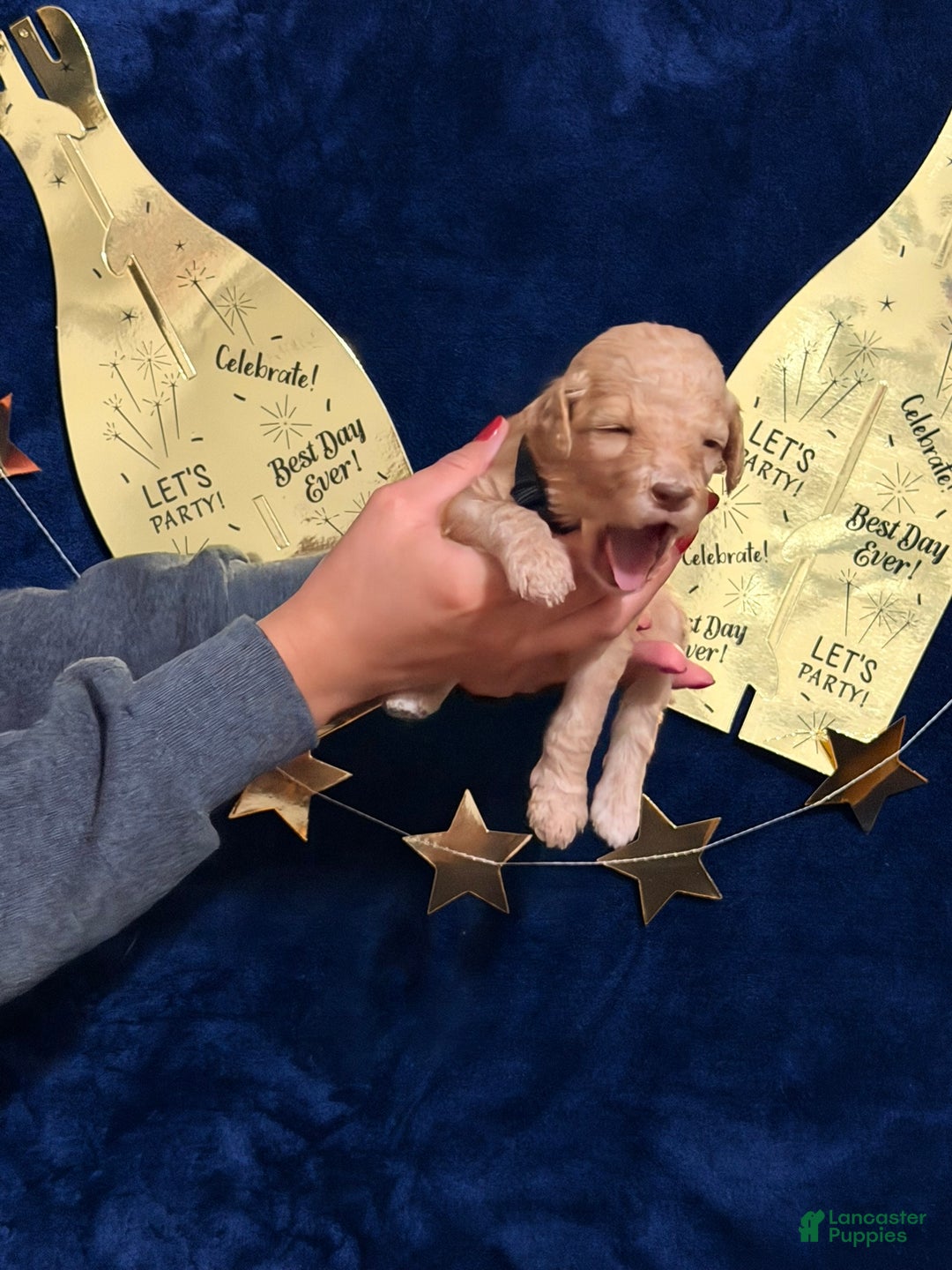 Goldendoodle dogs for sale: Goldendoodle Puppy 5 - Ad 6