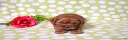 Cavalier King Charles Spaniel dogs for sale: Kenzie  - Ad 2