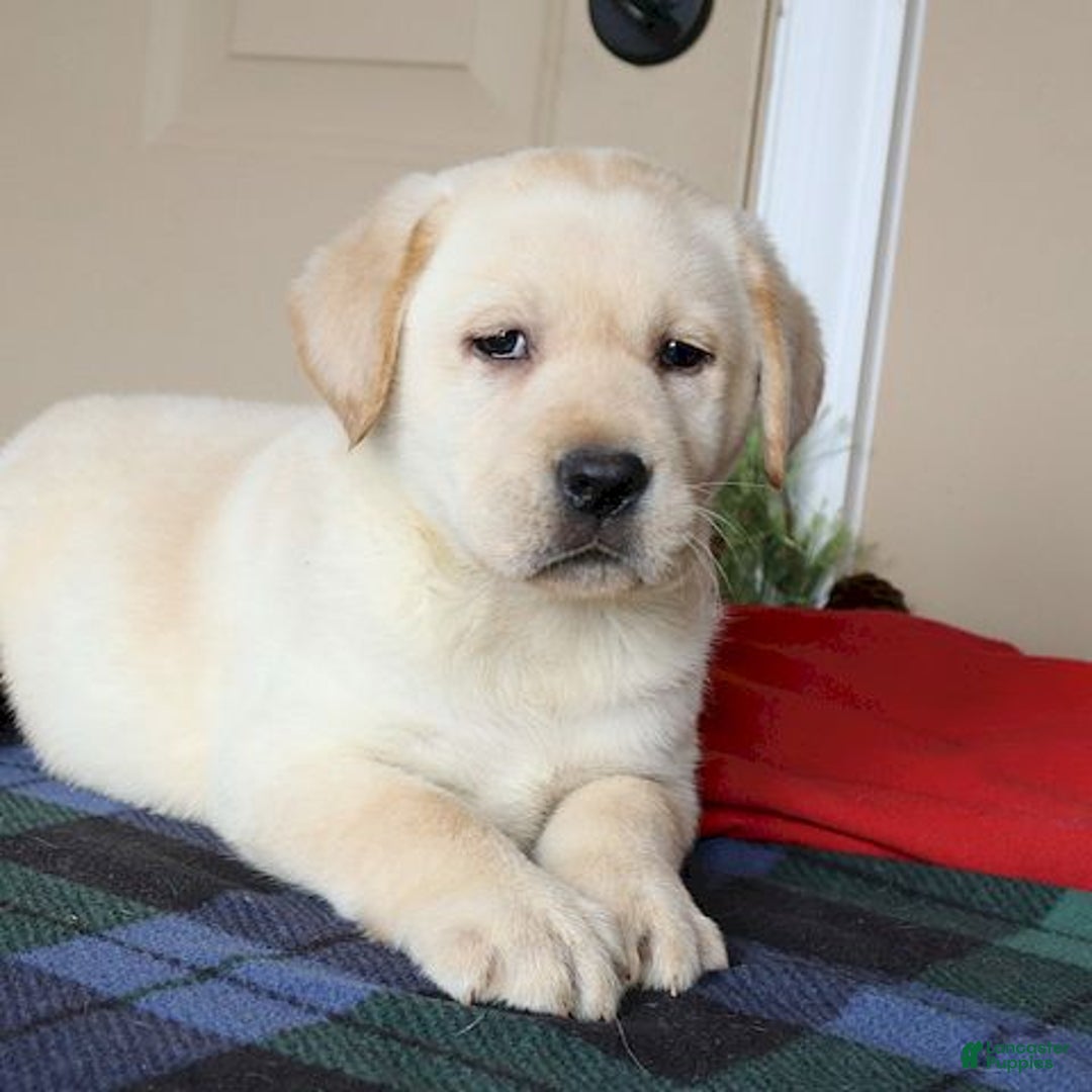 Labrador Retriever dogs for sale:  Winston - Champ lines - Ad 4