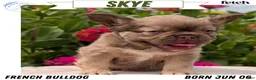 French Bulldog dogs for sale: Skye - Ad 1
