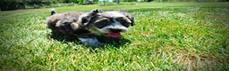 Havapoo dogs for sale: Icon - Ad 11