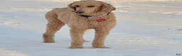 Standard Poodle dogs for sale: Lily (spayed) adult Standard Poodle - Ad 12
