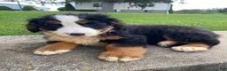 Bernese Mountain Dog dogs for sale: Ranger - Ad 7
