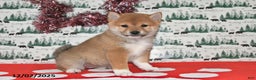 Shiba Inu dogs for sale: Marla - Ad 2