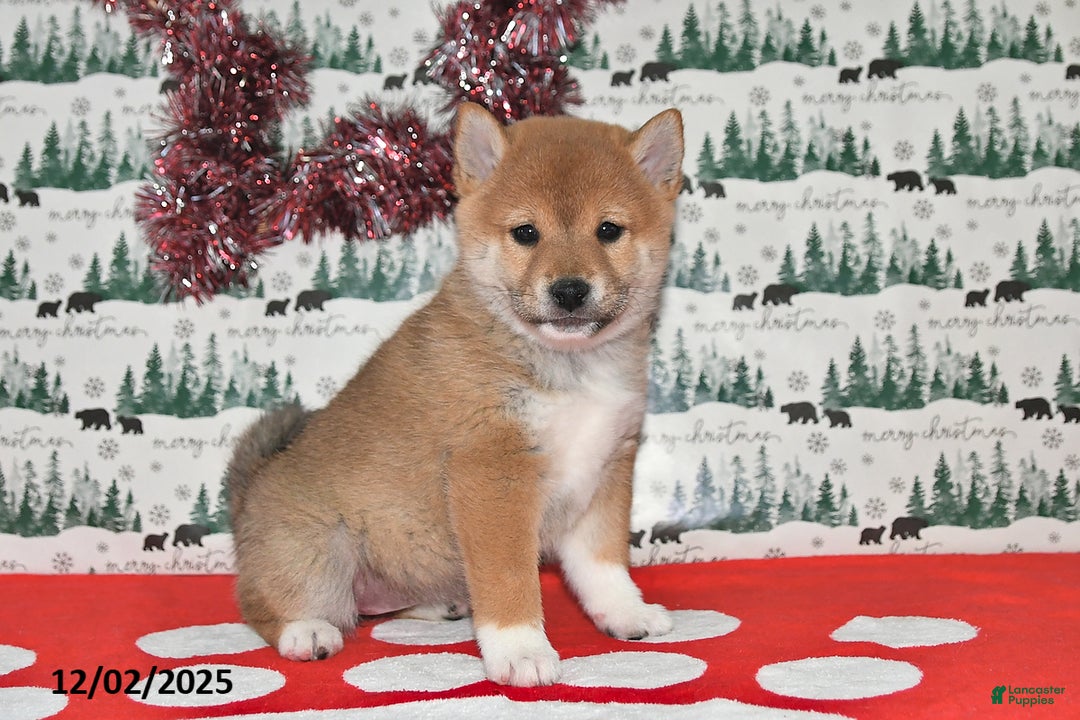 Shiba Inu dogs for sale: Marla - Ad 2