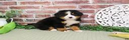 Bernese Mountain Dog dogs for sale: Honor - Ad 1