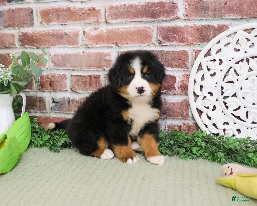 Bernese Mountain Dog dogs for sale: Honor - Ad 1