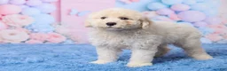 Aussiedoodle dogs for sale: Ace - Ad 5