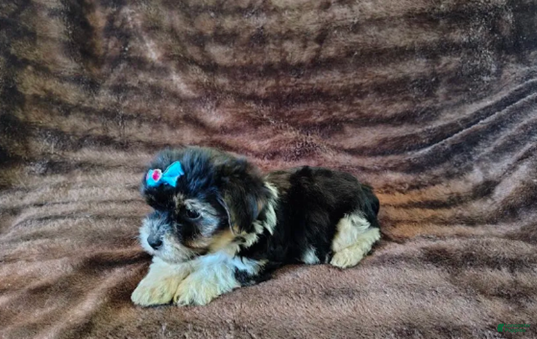 Yorkiepoo dogs for sale: Pudgy - Ad 8