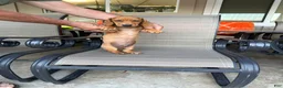 Dachshund dogs for sale: Dachshund Puppy 2 - Ad 2