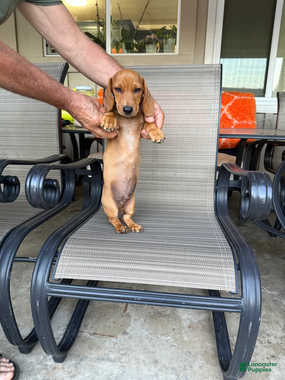 Dachshund dogs for sale: Dachshund Puppy 2 - Ad 2