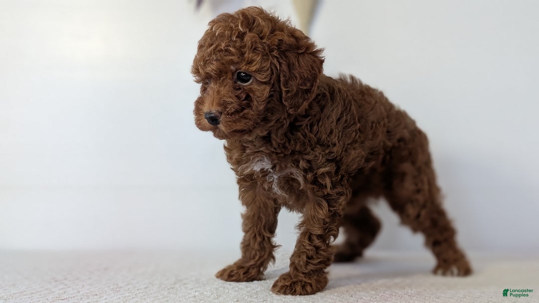 Toy Poodle dogs for sale: Chloe - Ad 3