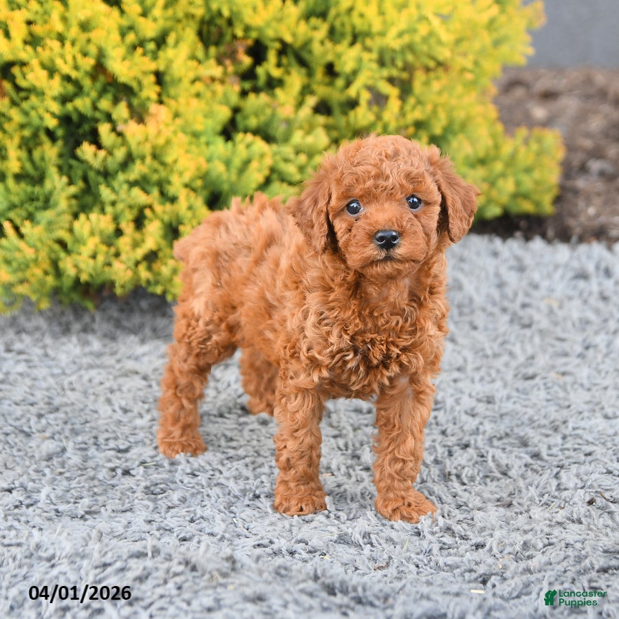 Miniature Poodle dogs Crumpet - Ad 1