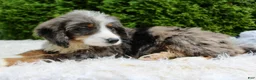 Bernedoodle dogs for sale: Zach - Ad 4