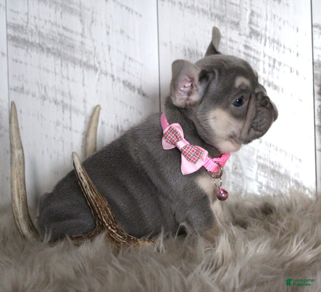 French Bulldog dogs for sale: Stacy - Ad 7