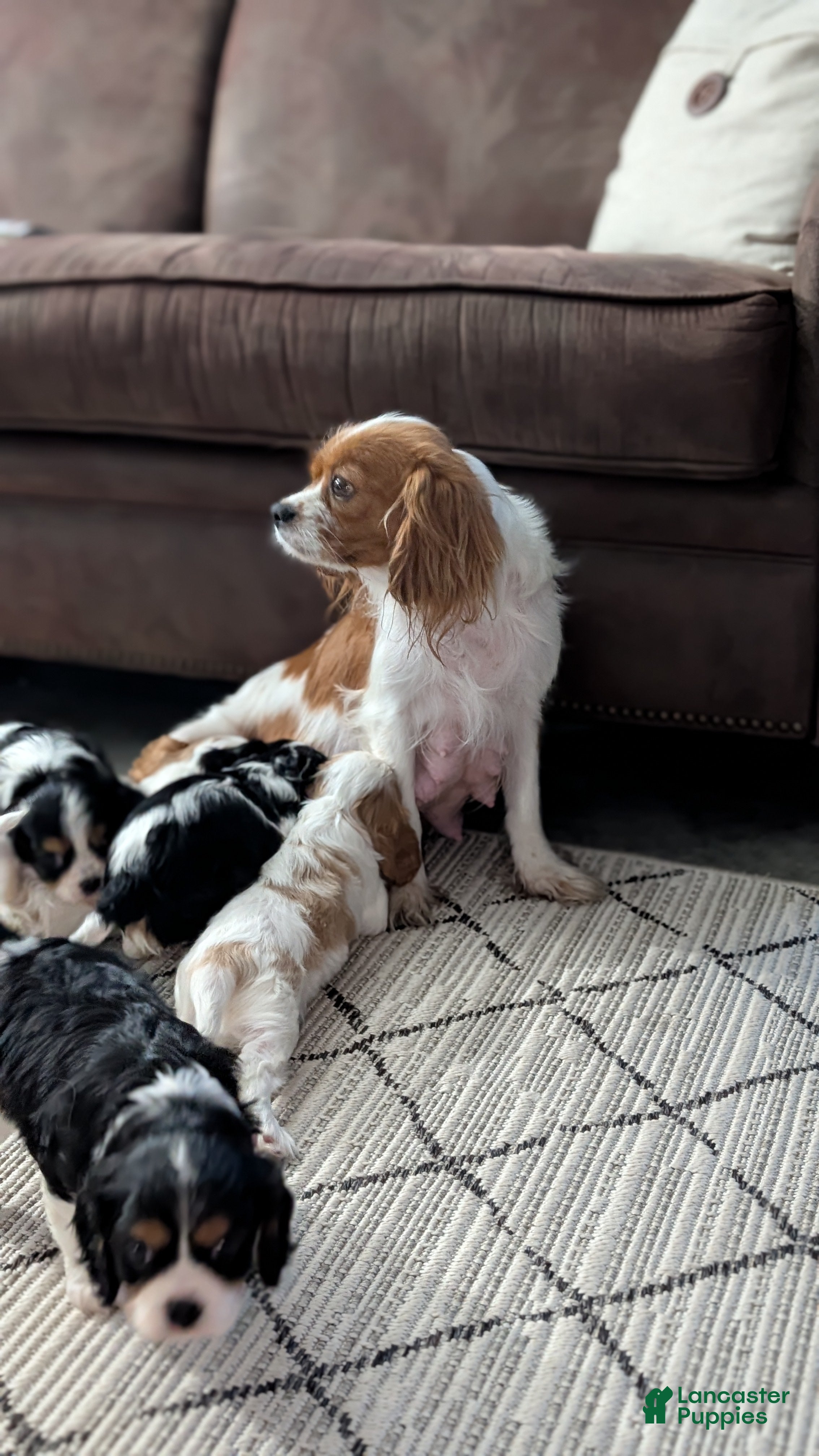 Cavalier King Charles Spaniel dogs Ruby - Ad 11