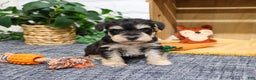 Miniature Schnauzer dogs for sale: Leonardo - Ad 1