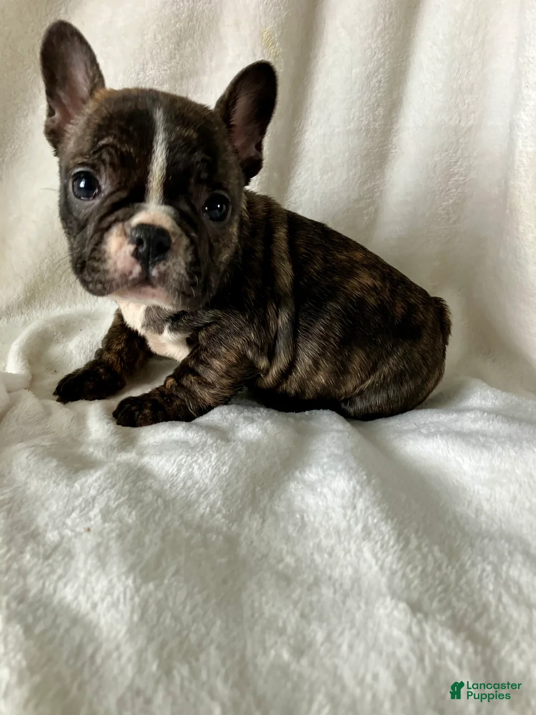 French Bulldog dogs for sale: Polly - Ad 5