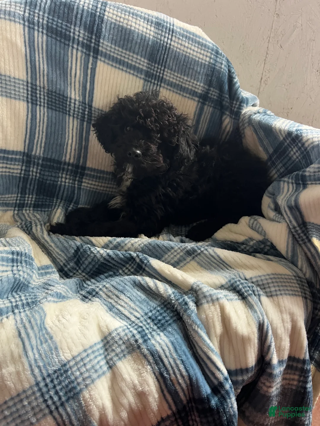 Goldendoodle dogs for sale: Mid-Night - Ad 6