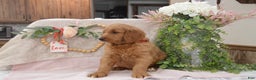 Goldendoodle dogs for sale: Rogen - Ad 8