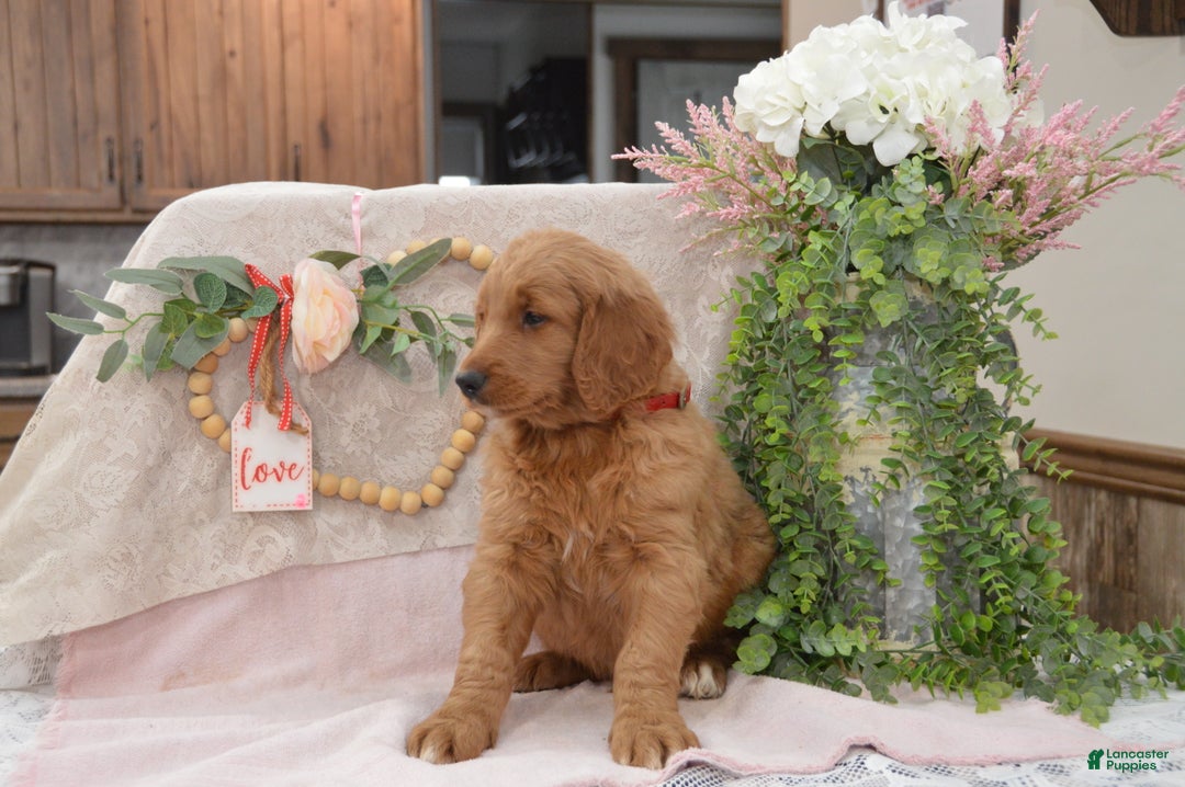 Goldendoodle dogs for sale: Rogen - Ad 8