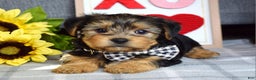 Yorkshire Terrier dogs for sale: Hank  - Ad 3
