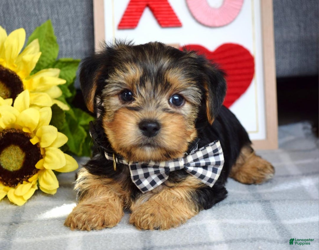 Yorkshire Terrier dogs for sale: Hank  - Ad 3