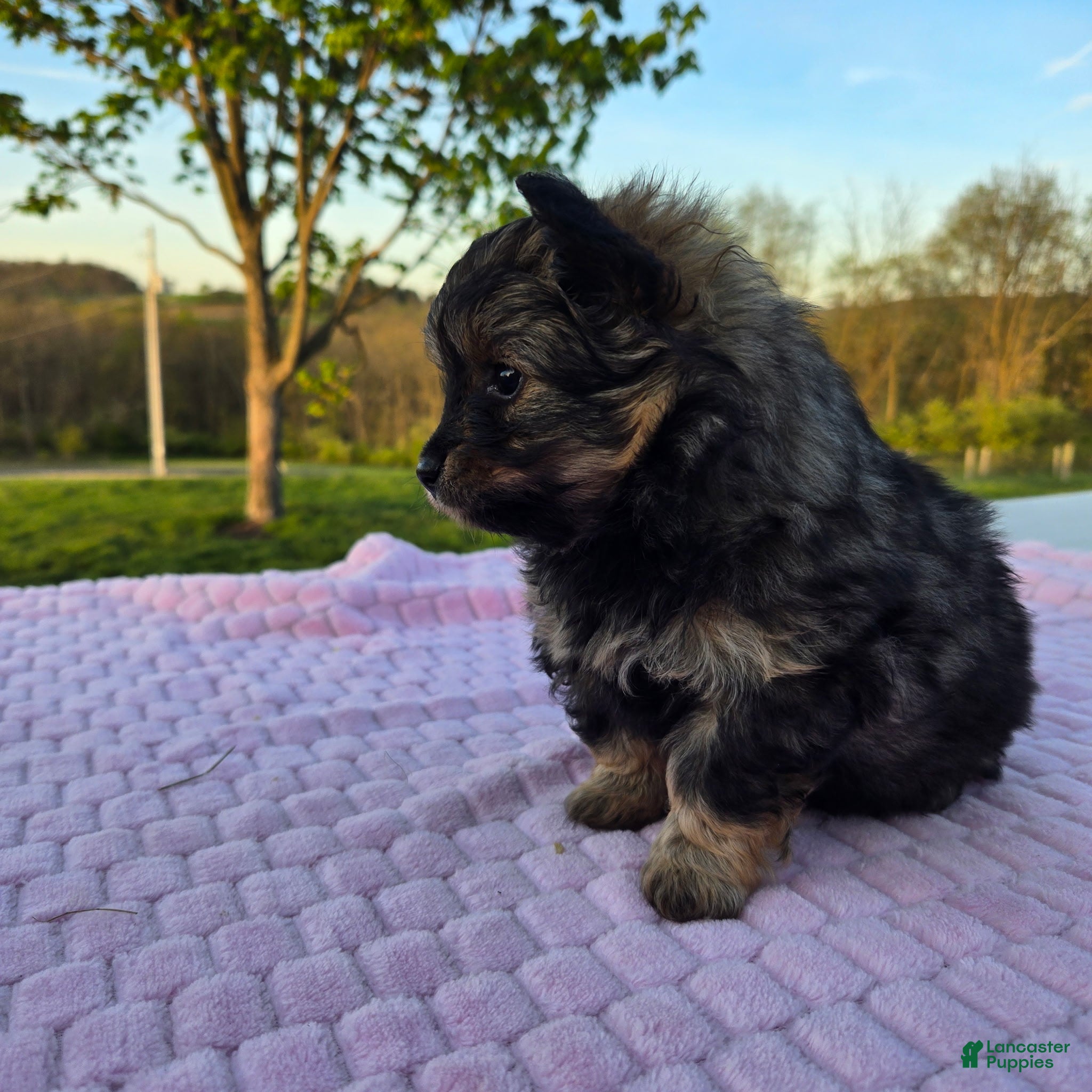 Pomapoo dogs Mocha - Ad 2