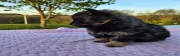 Pomapoo dogs for sale: Mocha - Ad 2