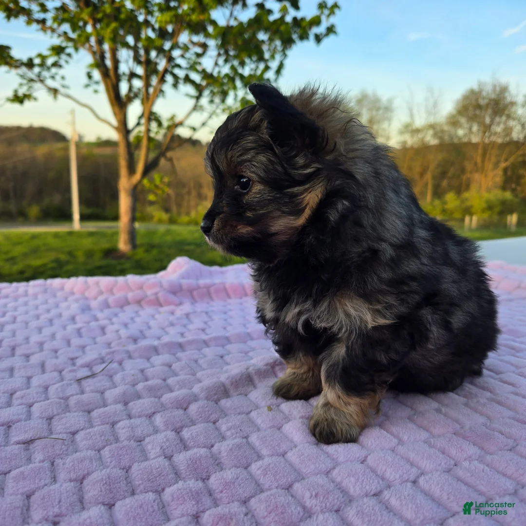Pomapoo dogs for sale: Mocha - Ad 2